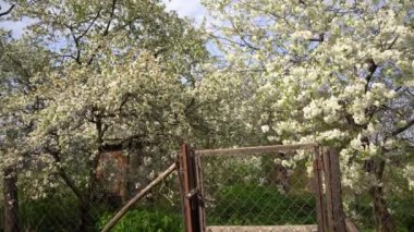 4k kiraz çiçeği yavaşça rüzgarda üfleme. Ahşap kapı. 