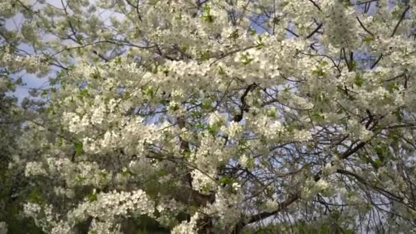 Wiśniowy Kwiat Delikatnie Dmuchanie Wiatr — Wideo stockowe