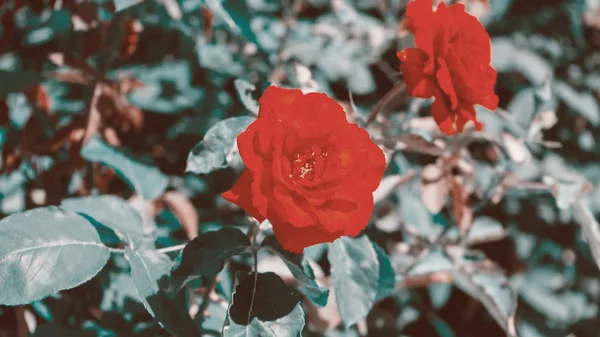 Kırmızı gül en güzel çiçek. Güzel kırmızı gül.