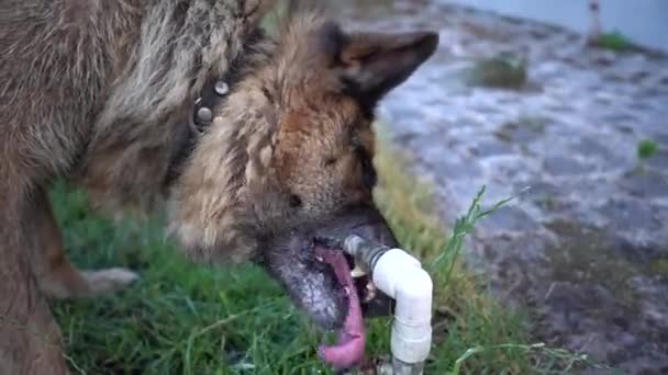 その熱い 夏の暑さの中で犬を冷やす方法 犬の飲酒 — ストック動画