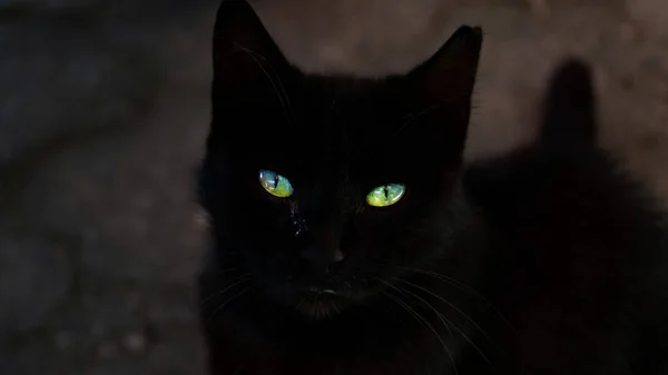 Дивовижні Очі Чорного Кота — стокове фото