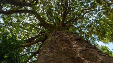 Aşağıdan yukarıya doğru uzun kalın ağaç