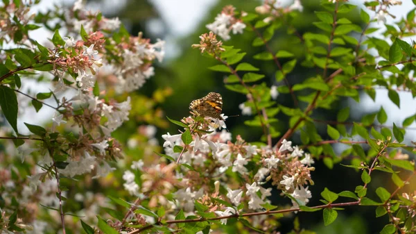 Bir dağda yüksek bir çiçek kelebek