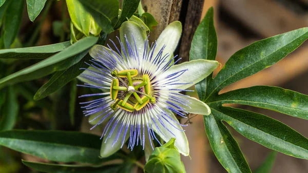 Dağlarda yüksek egzotik çiçek