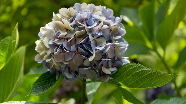 Dağlarda yüksek egzotik çiçek