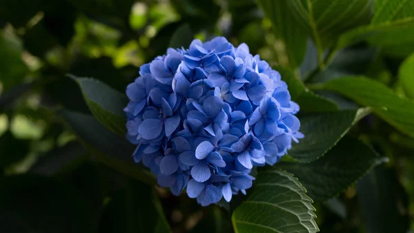 Dağlarda yüksek egzotik çiçek