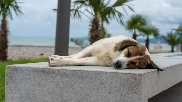 Köpek bankta dinleniyor.