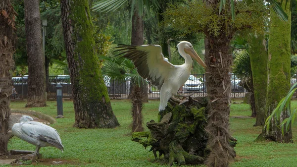 Kanatları yayılmış Büyük Beyaz Pelikan