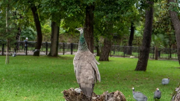 Tavus kuşu bir eş arıyor