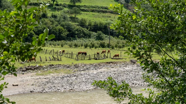 Dağlarda at otlattı