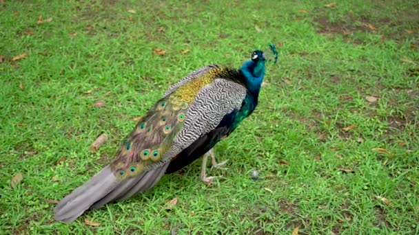 这孔雀的颜色是美丽的 伟大的灵感 孔雀总是被认为是五颜六色的羽毛 — 图库视频影像