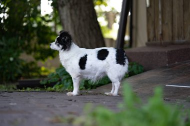 Bahçedeki küçük köpek. Doğa geçmişi. Doğa yüzü.