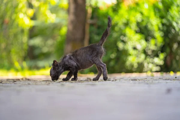 Küçük siyah kedi yavrusu bir şey arıyor. Sokaktaki siyah kedi yavrusu