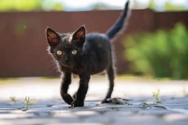 小黑猫在街上散步 — 图库照片