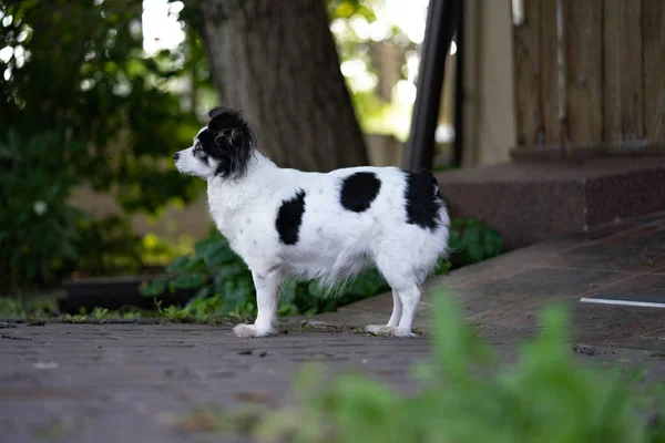 Bahçedeki küçük köpek. Doğa geçmişi. Doğa yüzü.