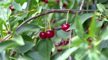 Ağaçta olgun kırmızı kiraz. Birkaç video.
