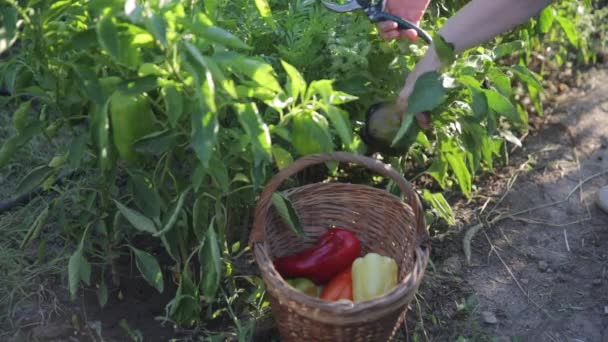 Vista del cesto di vimini sergente pieno di peperoni bulgari è a terra primo piano. Le mani dei contadini, che tagliarono un altro frutto maturo dal cespuglio, lo misero nel grano delle capre all'altro. — Video Stock