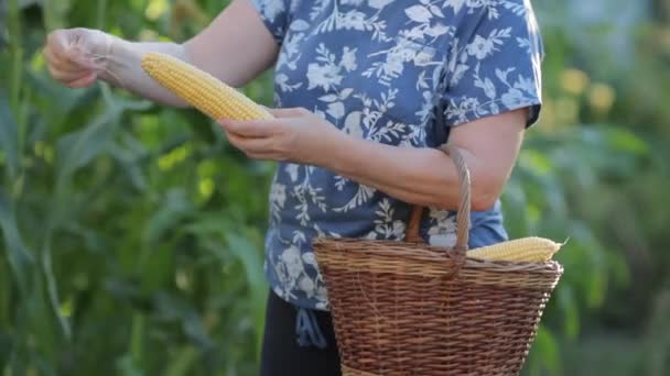 Крупним планом власник будинку прийшов на її кукурудзу, щоб зібрати кукурудзу. Жінка ретельно очищає рокер від листя і волокон і видаляє його в кошику, який висить на руці. Сьогодні буде — стокове відео