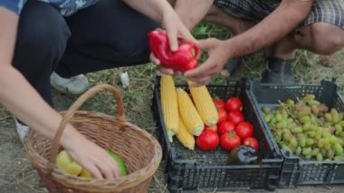 Bir aile çiftçiler iş kendi bahçesinde organik büyümeye ve doğal sebze, meyve ve çilek, domates, Mısır, Bulgar biber, havuç, yeşil, üzüm ve lay mevsimlik hasat hasat