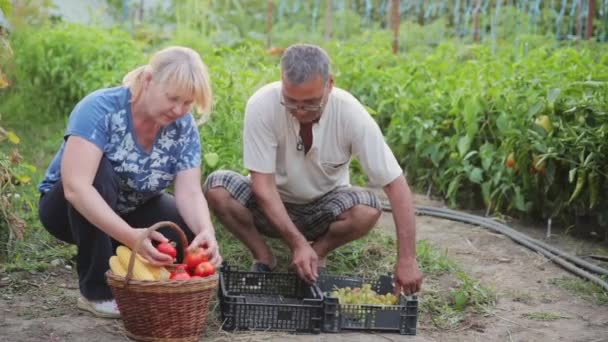 Çiftçiler bahçelerinde çalışmak, organik sebze ve meyve satışı için büyümek. Olgun hasat plastik bir kutu koymak bir sepette topladık. — Stok video