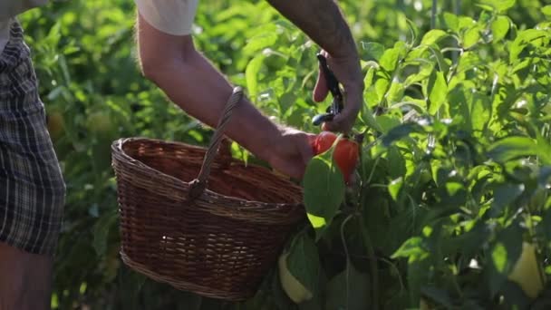 Jordbrukaren gick att en buske med orange peppar, tog en sax-secateur från en korg och skär frukten från en buske, undersökt det i händerna och placera försiktigt den i en wicker korg nära vyn. — Stockvideo