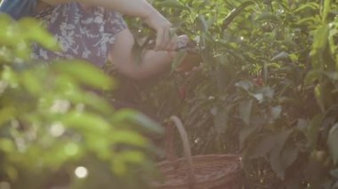 Bir kadın bir close-up Bulgar biber çalılar arasında oturur ve secateur olgunlaşmış meyve keser, onun elinde inceler ve onları yere ayakta kuzeni kaldırır. Güneş ışınları
