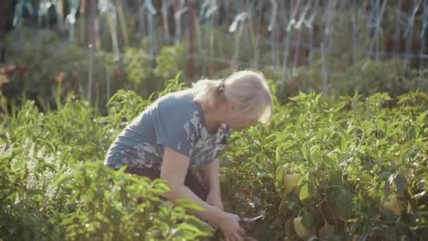 Uma agricultora com cabelo loiro e um estrondo caminha em torno de sua horta, se aproxima de um arbusto de pimenta búlgara, examina-o com cuidado, pega uma ameixa e corta um vegetal maduro, verifica novamente — Vídeo de Stock