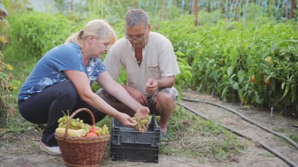 Boeren in hun moestuin verschuiven de druiven uit de rieten mand om de plastic doos, voorbereiding van de rijpe druiven te koop. — Stockvideo