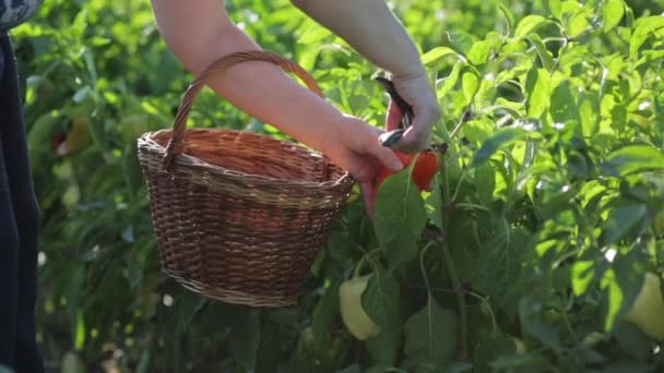 Close-up Una mujer un agricultor en su jardín llegó a un arbusto, tomó una podadora y cortó un pimiento búlgaro maduro, puso la podadora en una canasta que cuelga de su muñeca, examinó la verdura de naranja . — Vídeo de stock