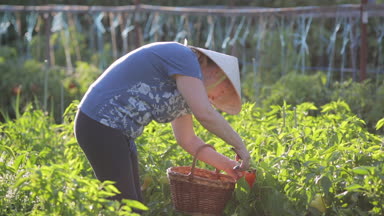 Hasır şapkalı bir kadın çiftçi Bahçesi ilgilenir, bir sepet ile budayıcı bileğinde giyer, Olgun Bulgar biber ile özel makas keser, baktığı ve sepetten kaldırır.