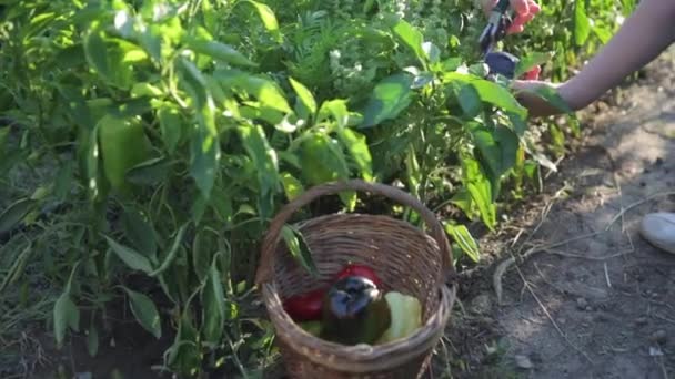 Um close-up do agricultor examina cuidadosamente os arbustos verdes de pimenta búlgara para a presença de frutas maduras. Encontra uma pimenta verde-escura de um tamanho pequeno, corta e remove-o em uma cesta de vime com — Vídeo de Stock