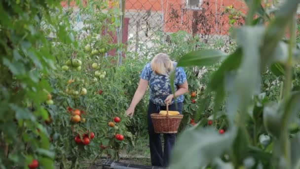 Una contadina nel suo giardino raccoglie un raccolto maturo. La padrona di casa è alla ricerca di pomodori maturi sui cespugli, porta un cesto di vimini di verdure fresche. . — Video Stock