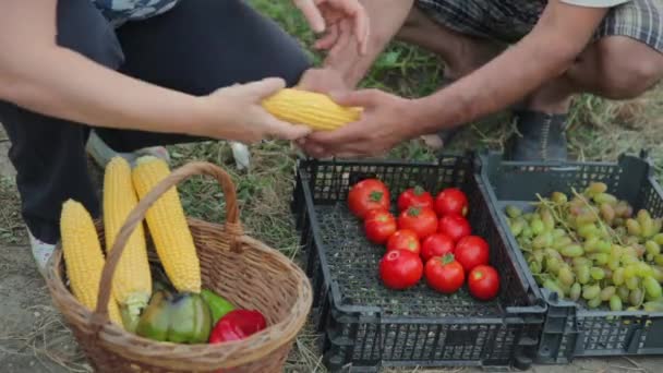Top view of a close-up shot of a wicker basket with ripe seasonal fruits and vegetables from your own garden without chemicals and pesticides. Farmers are sorting out their own crops of tomatoes, corn — Stock Video