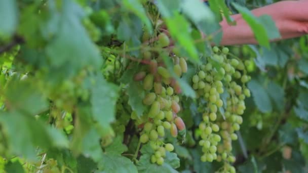 Un primer plano de un agricultor por una tijera corta el clamor de una uva blanca grande madura, camina a través de un viñedo, cosecha una cosecha para hacer jugo . — Vídeo de stock