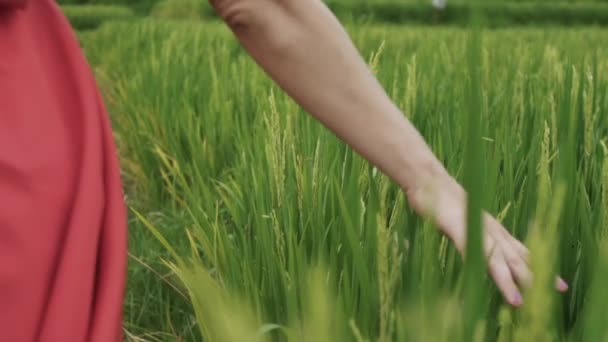 Близько до зйомок у повільному русі, модель витрачає руку на колоски зеленого рису, що ростуть у полі під палючим сонцем. Зелені соковиті стебла нахиляються від вітру і від дотику — стокове відео