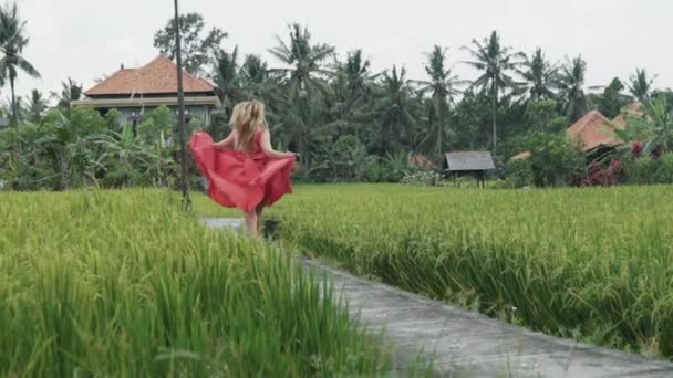 Fotografía en cámara lenta de una hermosa chica con el pelo largo y rubio en un vestido rojo con una falda de seda larga corriendo por el camino en un campo de arroz sobre un fondo de selva de palmas, a su casa con un techo rojo — Vídeo de stock