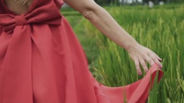 Close-up bir kırpılmış çerçeve ağır çekim çekim, sonra pirinç alan yürüyüş bir yay ile parlak elbiseli bir kız yeşil pirinç spike elbisesinin etek dokunmadan arkasından bir görünüm bültenleri