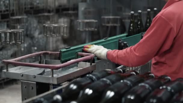 Zbliżenie dłoni pracownika trwa szampana butelek z przenośnika taśmowego — Wideo stockowe