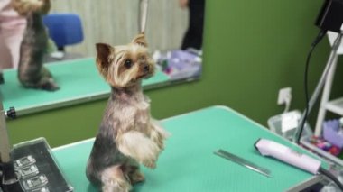Küçük köpek onun arka pençeleri üzerinde oturup komut uyruyor. Groomer yorkshire terrier tedavi verir. 
