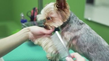 Yakın damat tarak kürk evcil hayvan damat salonunda Yorkshire terrier pençeleri üzerinde. Köpek yalama veteriner eli