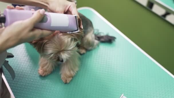 Close-up-Pistenraupe schneidet Haare am Hundeohr mit Trimmer. Yorkshire Terrier im Tierpflegesalon — Stockvideo