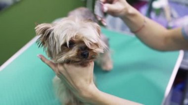 Köpeğin ıslak saçlarını tarayan damat ların ellerini kapatın. Evcil hayvan damat salonunda Yorkshire terrier