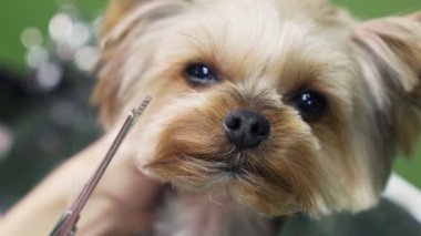Damat lık salonunda makas ile namlu yorkshire terrier köpek saç keser damat ellerini kapatın