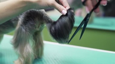 Damat yakın elleri küçük köpek kuyruğunda makas ile saç keser. Professiona hayvan bakımı