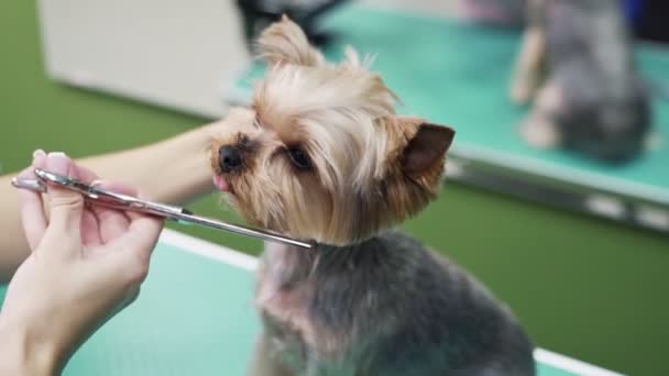 Le mani vicine di toelettatore tagliano capelli di cane di terrier di yorkshire su muso con forbici in salone governante — Video Stock