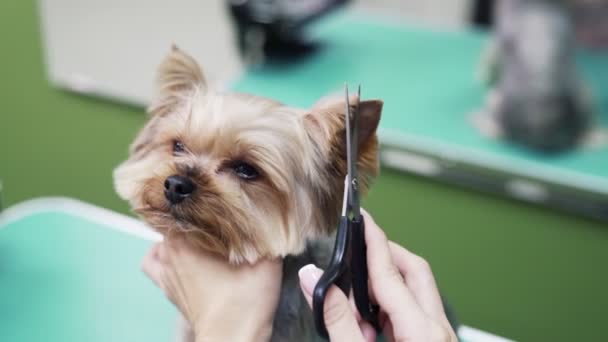 Close-up handen van Groomer snijdt haar op hond oor met een schaar. Yorkshire Terriër in pet grooming salon — Stockvideo