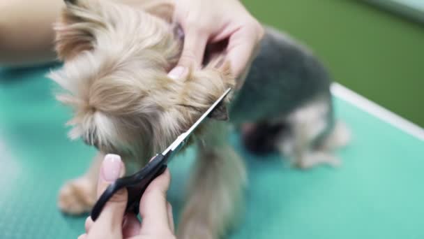 Z bliska ręce Groomer kawałki włosów na ucho psa z nożyczek. Yorkshire Terrier w salonie pielęgnacji zwierząt — Wideo stockowe