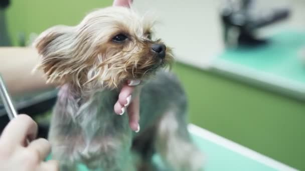 Закрыть руки расчески грумера и высушить мех Йоркширского терьера собака с феном после купания — стоковое видео