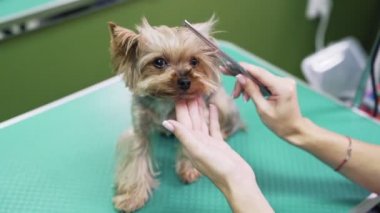 Close-up damat el tarak damat salonu, evcil hayvanlar için kuaför.