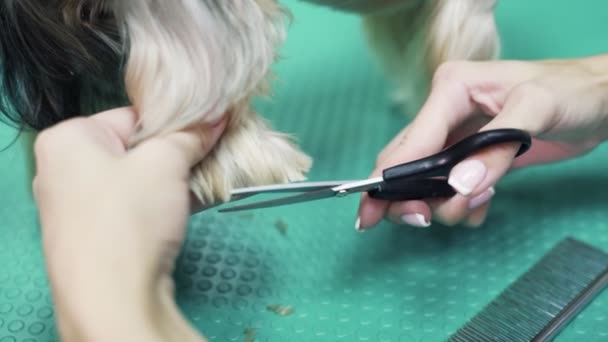 Close up hands of groomer cuts fur on paws of dog with scissors. Grooming of yorkshire terrier — Stock Video